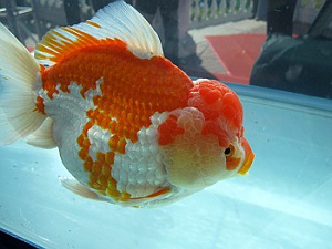 展示されていた珍しい金魚1