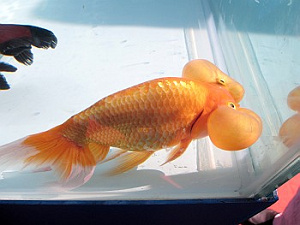 展示されていた珍しい金魚2